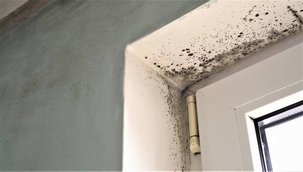 Best Mold Prevention Services  in Morrice, MI