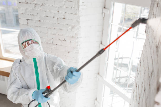 Best Attic Mold Removal  in Morrice, MI