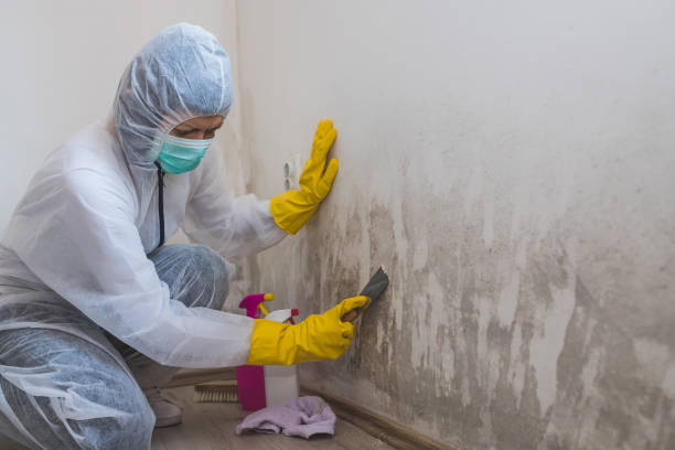 Best Mold Removal for HVAC Installations  in Morrice, MI