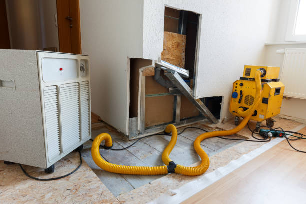 Best Basement Mold Removal  in Morrice, MI